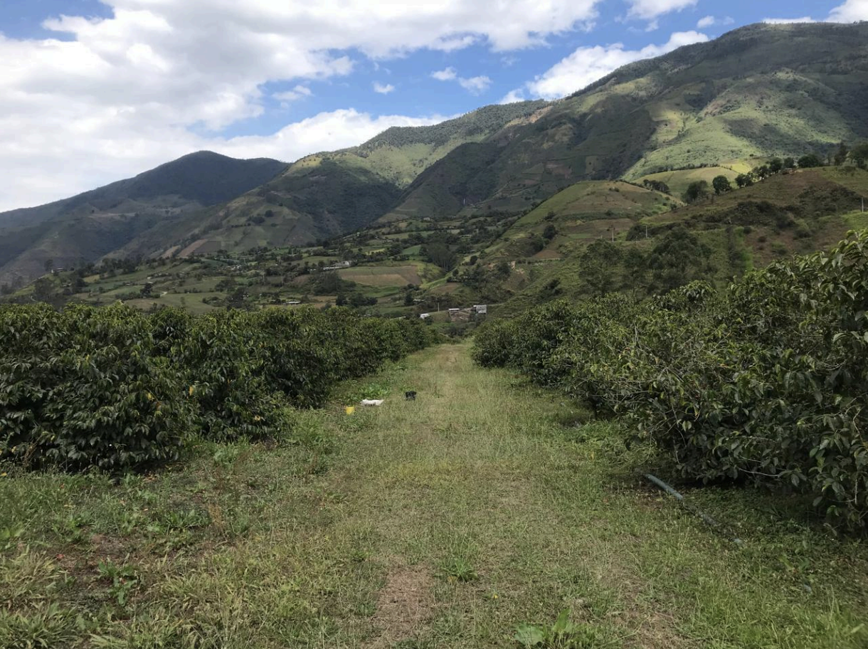 Ecuador Finca Lugmapata
