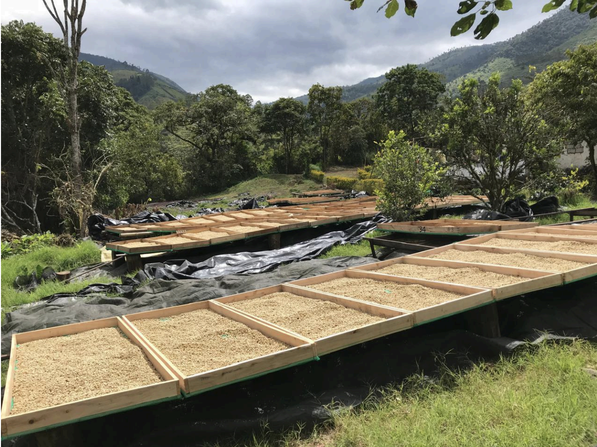 Ecuador Finca Lugmapata