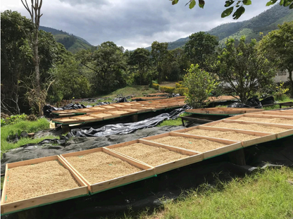 Ecuador Finca Lugmapata