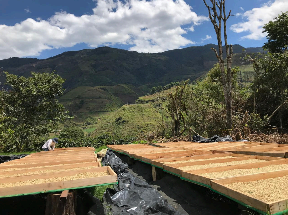 Ecuador Finca Lugmapata